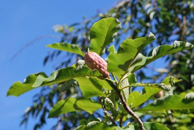 Magnolia tripetala - šácholan tříplátečný - plod (šách) a listy